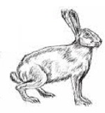 آموزش مراحل نقاشي خرگوش با نمایی واقعی بصورت تصويري